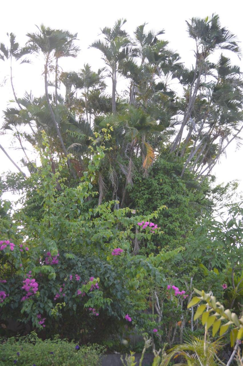 Maison Petit Paradis Basse-Terre Esterno foto